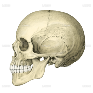 頭蓋骨側面（フルカラー）（Mサイズ）
