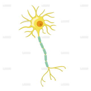 神経細胞（単体）（Sサイズ）