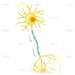 神経細胞（信号の流れ）（Sサイズ）