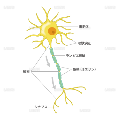 神経細胞 文字入り Mサイズ Laiman Stockweb メディカルイラスト素材のダウンロード販売 神経細胞 文字入り Mサイズ Laiman Stockweb メディカルイラスト素材のダウンロード販売
