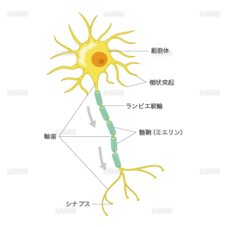 神経細胞（文字入り）（Mサイズ）