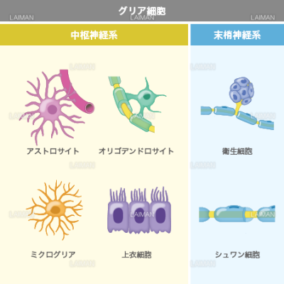 グリア細胞 Mサイズ Laiman Stockweb メディカルイラスト素材のダウンロード販売 グリア細胞 Mサイズ Laiman Stockweb メディカルイラスト素材のダウンロード販売