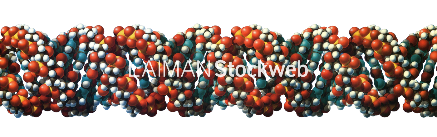 Laiman Stockweb メディカルイラスト素材のダウンロード販売 Laiman Stockweb メディカルイラスト素材のダウンロード販売