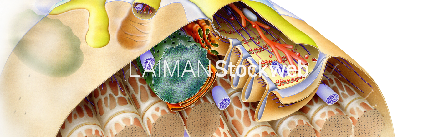 Laiman Stockweb メディカルイラスト素材のダウンロード販売 Laiman Stockweb メディカルイラスト素材のダウンロード販売