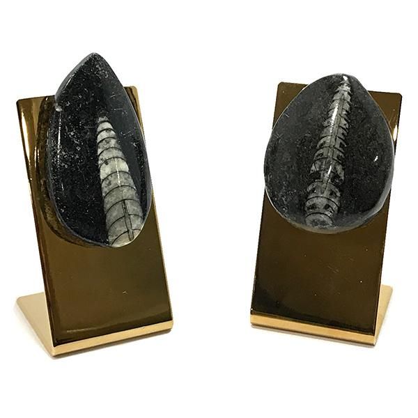 オルソセラスの化石のオブジェ オルソセラス（オーソセラス） 化石