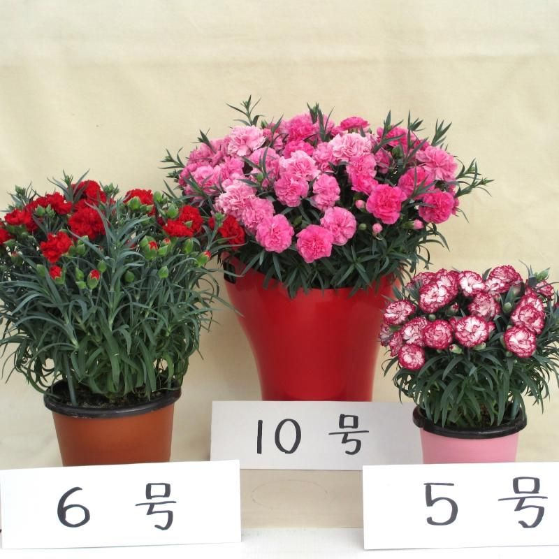 CROWN Gardenex /クラウンガーデネックス | ♫桜町エントランス