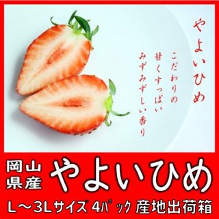 ◆送料無料◆こだわりの生産者太忠さんの苺「やよいひめ」 岡山県産 L〜3Lサイズ 4パック入 流通箱