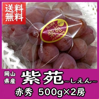 紫苑 岡山の冬葡萄 秀品 500g×2房 贈答用 ギフト 送料込み