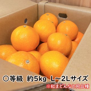 あいか28号 愛媛県産 〇等級 約5kg L〜2Lサイズ ご家庭用 予約商品 送料込み