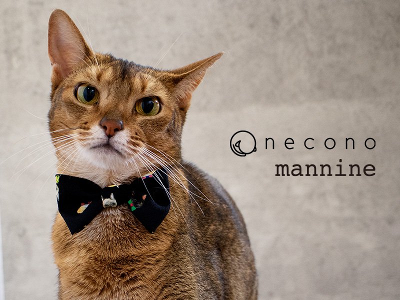 necono - ͥ -  mannine Ribbon cat face ١ͥѥͥå쥹