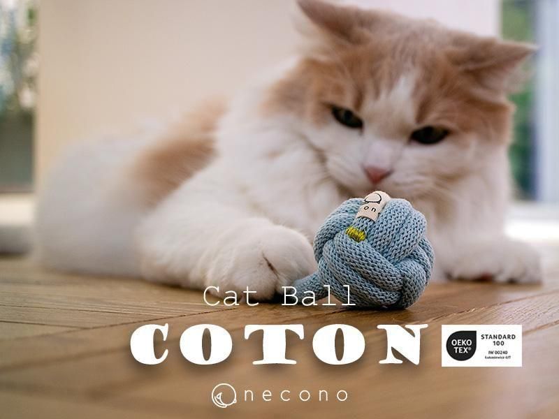 necono - ͥ -ͤΤ㡡