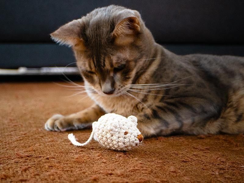 <img class='new_mark_img1' src='https://img.shop-pro.jp/img/new/icons1.gif' style='border:none;display:inline;margin:0px;padding:0px;width:auto;' />necono - ͥ -ͤΤ㡡  ߤߥͥߡM1 ١New color