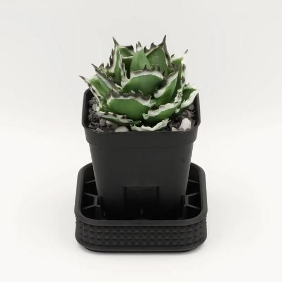 プラスガーデン 植木鉢・受皿セット トレーネロング Φ250mm 底