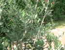 ƥĥ꡼ 118ml