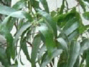 桼桼BlueGum 100ml