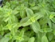 ڥѡߥ 30ml