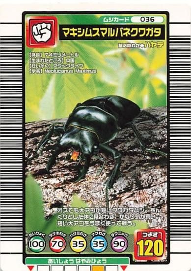 甲虫王者 ムシキング 036 マキシムスマルバネクワガタ 2004