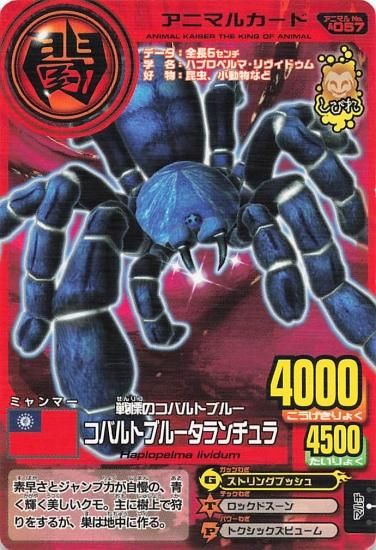 百獣大戦アニマルカイザー 戦慄のコバルトブルー コバルトブルー 百獣大戦アニマルカイザー 戦慄のコバルトブルー コバルトブルー
