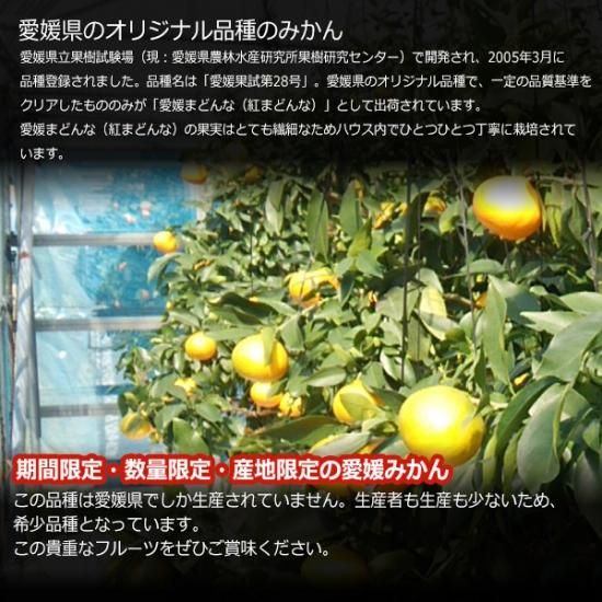 愛媛のまどんな 紅まどんな 贈答 2キロ 2L～3L 2kg 愛媛のま
