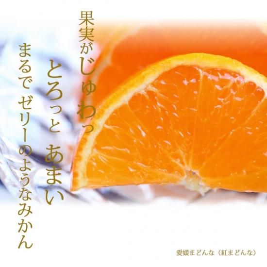 愛媛のまどんな 紅まどんな 贈答 2キロ 2L~3L 2kg 愛媛のま 愛媛のまどんな 紅まどんな 贈答 2キロ 2L~3L 2kg 愛媛のま