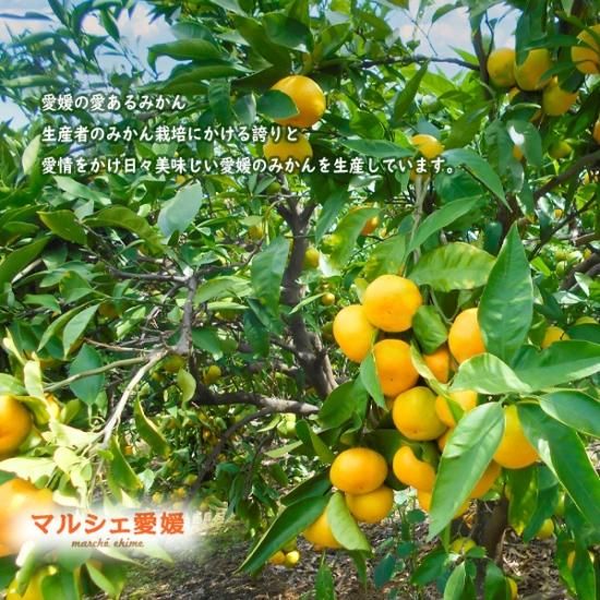 みかん 2kg 2キロ サイズ混合 箱買い ミカン 家庭用 良品 愛媛