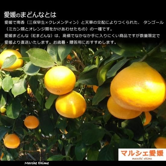 愛媛のまどんな 紅まどんな 小粒 10kg 10キロ 家庭用 紅マドンナ 愛媛のまどんな 紅まどんな 小粒 10kg 10キロ 家庭用 紅マドンナ