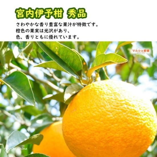 伊予柑 宮内伊予柑 10キロ 贈答用 10kg 秀品 いよかん 愛媛