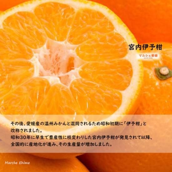 伊予柑 宮内伊予柑 10キロ 贈答用 10kg 秀品 いよかん 愛媛