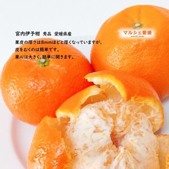 伊予柑 宮内伊予柑 10キロ 贈答用 10kg 秀品 いよかん 愛媛