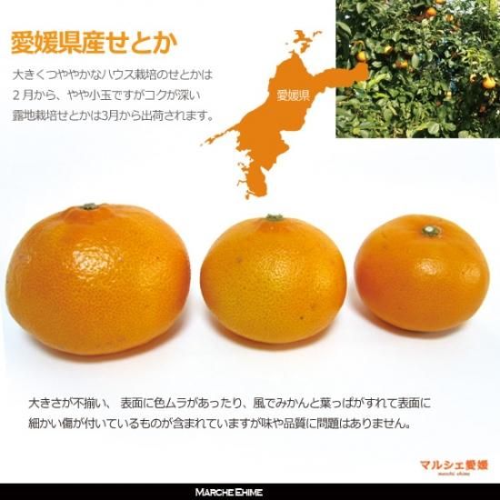 FKYA　甘平2kg+せとか2kgぐるりん せとか 2kg サイズ混合 家庭用 柔らかい果肉と上品な甘さ 愛媛