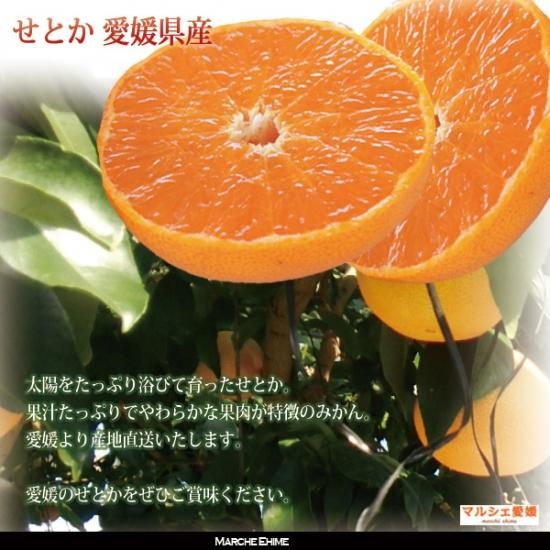 せとか 2kg サイズ混合 家庭用 柔らかい果肉と上品な甘さ 愛媛