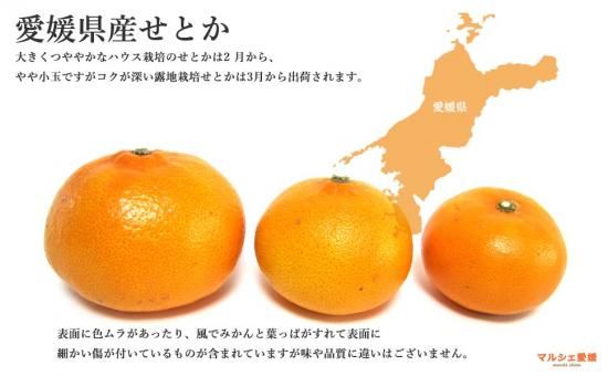 FKYA　甘平2kg+せとか2kgぐるりん せとか 2kg サイズ混合 家庭用 柔らかい果肉と上品な甘さ 愛媛