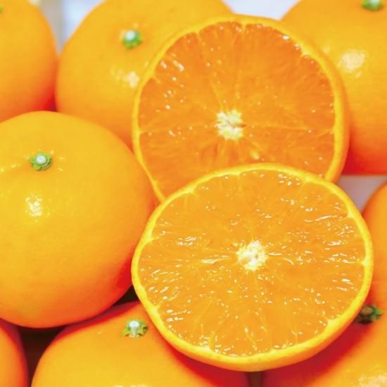 みかん様確認用2 愛媛が誇る高級柑橘せとかはギフトにもおすすめ【贈答用2.5kg】