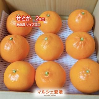 せとか 贈答用 ハウス栽培 みかん 産地直送 一部地域送料無料 せとか 贈答用 ハウス栽培 みかん 産地直送 一部地域送料無料