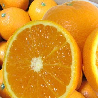 󥴡 2 5kg  ͭ   orange Kiyomi tangor