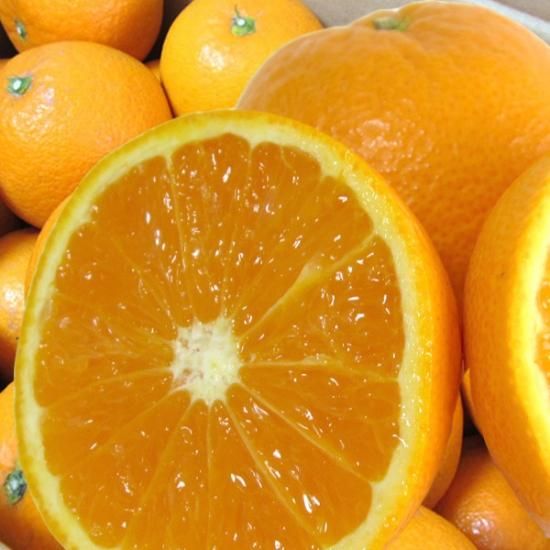 清見タンゴール 2l 10kg 家庭用 樹上越冬栽培 三崎の完熟 清見オレンジ 産地直送 Orange 清見タンゴール 2l 10kg 家庭用 樹上越冬栽培 三崎の完熟 清見オレンジ 産地直送 Orange