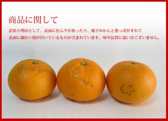 清見タンゴール 2l 10kg 家庭用 樹上越冬栽培 三崎の完熟 清見オレンジ 産地直送 Orange 清見タンゴール 2l 10kg 家庭用 樹上越冬栽培 三崎の完熟 清見オレンジ 産地直送 Orange