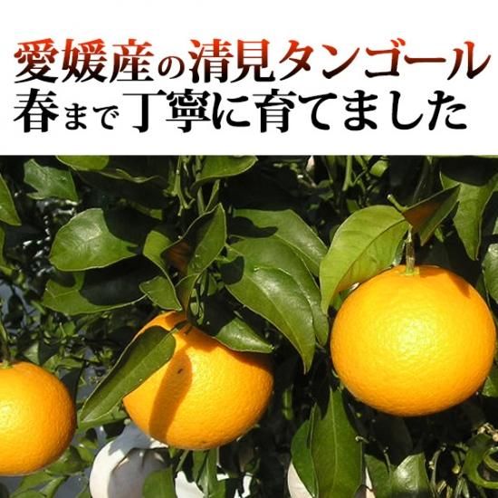 清見タンゴール 2l 10kg 家庭用 樹上越冬栽培 三崎の完熟 清見オレンジ 産地直送 Orange 清見タンゴール 2l 10kg 家庭用 樹上越冬栽培 三崎の完熟 清見オレンジ 産地直送 Orange
