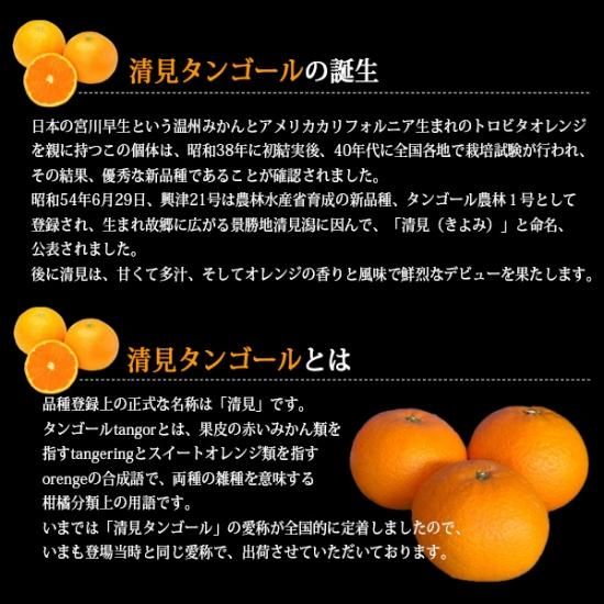 清見タンゴール 2l 10kg 家庭用 樹上越冬栽培 三崎の完熟 清見オレンジ 産地直送 Orange 清見タンゴール 2l 10kg 家庭用 樹上越冬栽培 三崎の完熟 清見オレンジ 産地直送 Orange