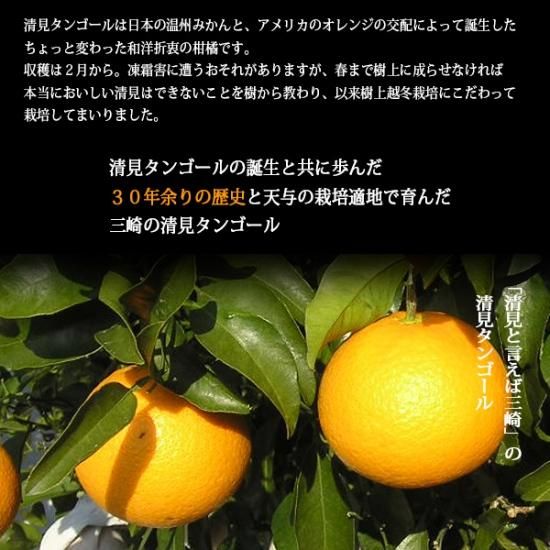 清見タンゴール 2ｌ 10kg 家庭用 樹上越冬栽培 三崎の完熟 清見オレンジ 産地直送 Orange