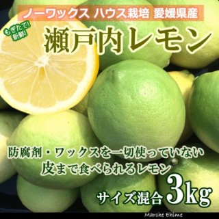 レモン 夏レモン 3kg グリーンレモン ノーワックス 国産 愛媛 9月出荷  一部地域 送料無料