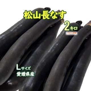 超希少！【贈答用】唐川ビワ Lサイズ６個入り×６パック 楽天市場】【ふるさと納税】びわ 唐川びわ 350g×6パック 約2.1kg