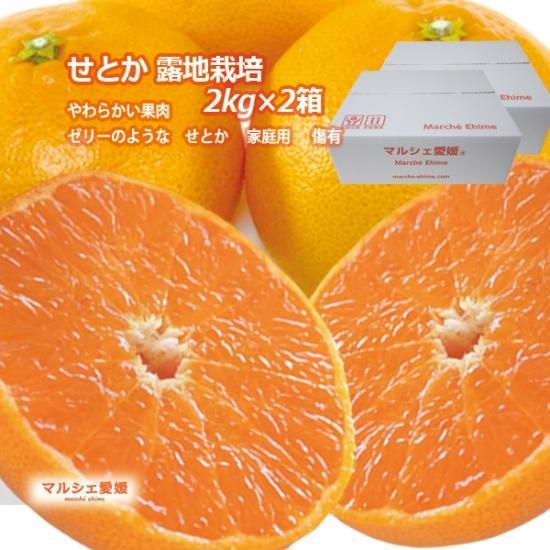 Amazon.co.jp: 愛媛 せとか みかん 秀品 Lサイズ 2.5kg みきゃん