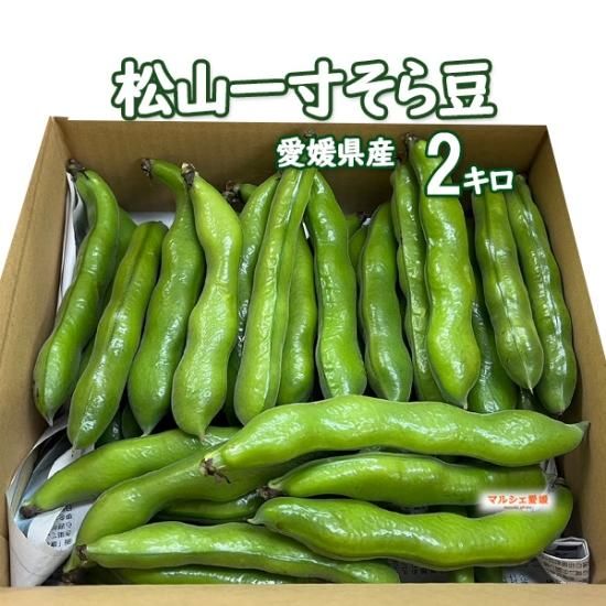 空豆 そら豆 松山一寸そらまめ 約2キロ ソラマメ サヤ付 愛媛 空豆 そら豆 松山一寸そらまめ 約2キロ ソラマメ サヤ付 愛媛