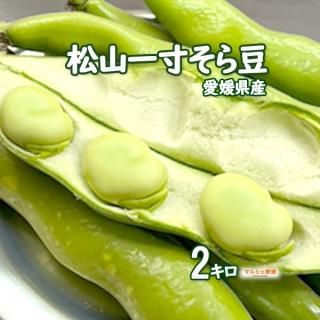 空豆 そら豆 松山一寸そらまめ 約2キロ ソラマメ サヤ付 愛媛 空豆 そら豆 松山一寸そらまめ 約2キロ ソラマメ サヤ付 愛媛
