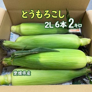 とうもろこし 6本 2L 2キロ 国産 野菜 採れたて 愛媛 松山 冷蔵 一部地域 送料無料