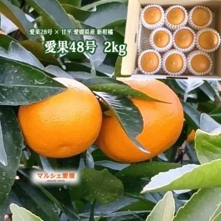 48 2 ɲ̻48 2kg Ȥޤɤʡߴʿ L-2L 2  ߤ