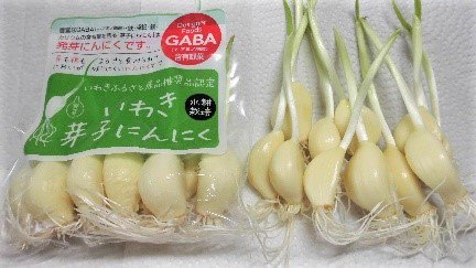 いわき芽子にんにく 10本入り×5袋（ウインド・ファーム） - ふくしま！浜・中・会津のお取り寄せ