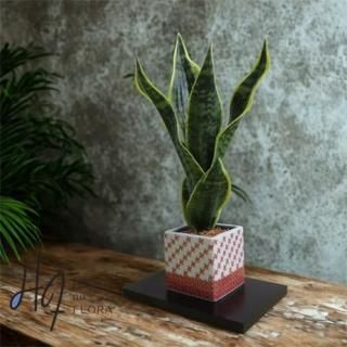 ¤֥󥸥ȡڶëơݻοһҡֳ۹ëƲִ˸޿͹տʪ򥢥󥸤¤֥ƥꥢ