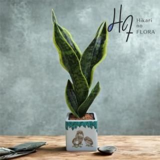 <img class='new_mark_img1' src='https://img.shop-pro.jp/img/new/icons3.gif' style='border:none;display:inline;margin:0px;padding:0px;width:auto;' />¤֥󥸥ȡڶëơݻοһҡܥե۲ִ˸޿͹տʪ򥢥󥸤ޤ